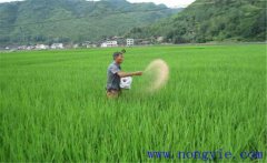 水稻用什么肥料好？水稻施肥需要注意的事項
