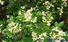 冬季九里香如何種植？該注意哪些環(huán)境因素？