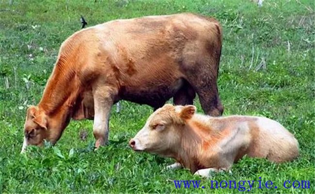 奶牛養(yǎng)殖容易忽略、又必須掌握的飼養(yǎng)管理要點