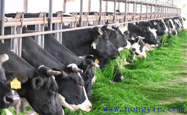 奶牛飼喂青飼料、多汁飼料應(yīng)注意哪些問(wèn)題