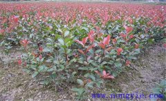 紅楠是紅葉石楠嗎？紅楠簡介