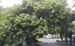 紫楠是常綠還是落葉植物，紫楠樹簡介