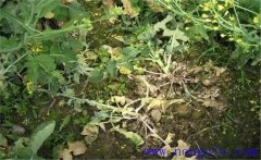 油菜病害有哪些？油菜病蟲害防治技術(shù)