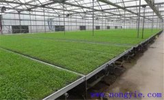 芹菜育苗方法和時間，芹菜育苗應(yīng)選擇什么品種