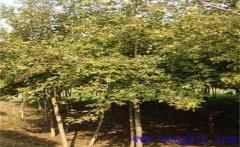 楓香是常綠還是落葉植物？楓香的生態(tài)習(xí)性簡(jiǎn)介