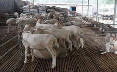 羊妊娠毒血癥如何預(yù)防、如何用藥？