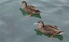 野鴨是幾級保護動物？野鴨十大種類(品種)簡介