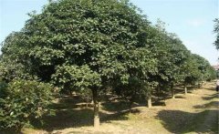 石楠是喬木還是灌木？石楠樹(shù)簡(jiǎn)介