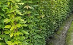 油麻藤屬于什么植物？常綠油麻藤簡介