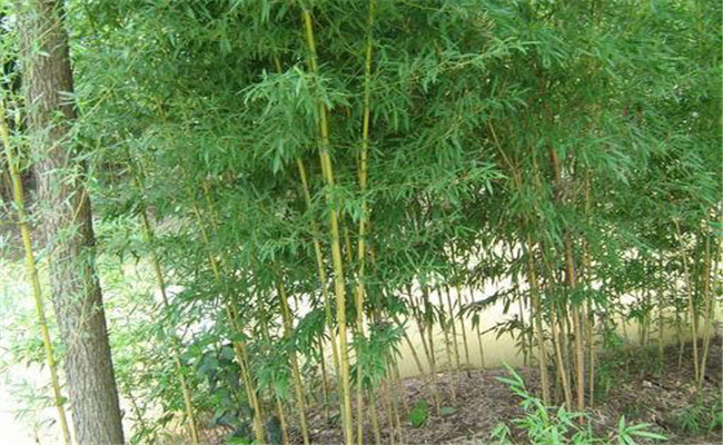 黃槽竹的變種、變型及品種有哪些