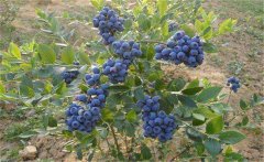 我國(guó)的藍(lán)莓產(chǎn)地在哪里？藍(lán)莓種植技術(shù)要點(diǎn)