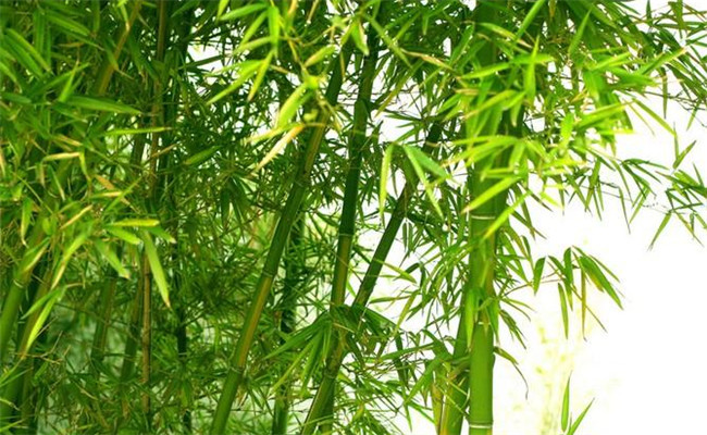 桂竹的生態(tài)習(xí)性及其變種、變型及品種