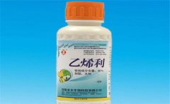 黃瓜為什么要噴乙烯利 噴施時(shí)間、濃度如何掌握
