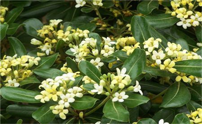 冬青開(kāi)花嗎？