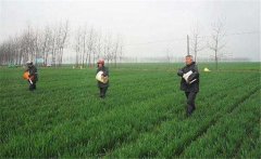 尿素怎么施不浪費，施用尿素需要注意什么？