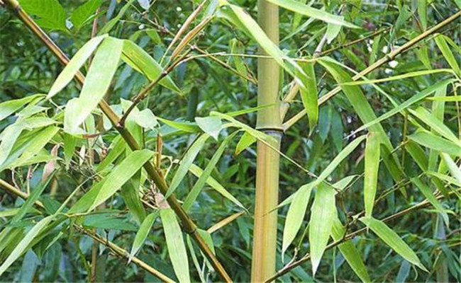 烏哺雞竹的變種、變型