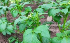 馬鈴薯青枯病的病原、癥狀、傳播方式防治方法