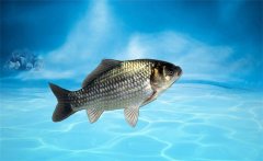 野生鯽魚(yú)吃什么？野生鯽魚(yú)和養(yǎng)殖鯽魚(yú)的區(qū)別