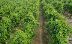 山藥的需肥特點(diǎn)，山藥如何施基肥、怎樣追肥