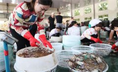 梭子蟹一般在幾月份上市，怎樣挑選肥的梭子蟹