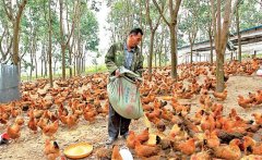 養(yǎng)雞用鹽的講究:飼料食鹽用量、食鹽中毒的防治