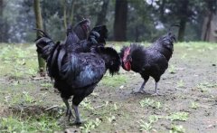烏骨雞的常用礦物質(zhì)、維生素飼料簡介