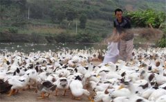 育成鴨的飼料與營養(yǎng)需求，育成鴨如何限制飼喂