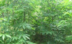 七葉樹(shù)是常綠還是落葉植物，七葉樹(shù)的生態(tài)習(xí)性