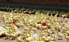 鵝雛怎么飼養(yǎng)？飼養(yǎng)雛鵝必須把握好這六個要點