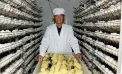 鵝孵化的過(guò)程中會(huì)出現(xiàn)哪些問(wèn)題，如何解決？