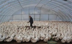 如何用大棚飼養(yǎng)肉鵝，提高經(jīng)濟(jì)效益