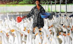 肉鵝育肥如何選擇品種？冬季肉鵝的育肥方法