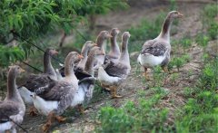 生產(chǎn)肥肝鵝的品種、性別與年齡選擇問題