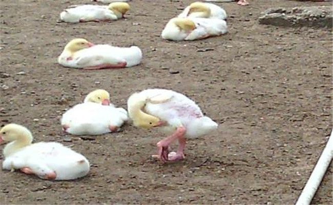 雛鵝葡萄球菌病的癥狀、診斷方法和防治措施