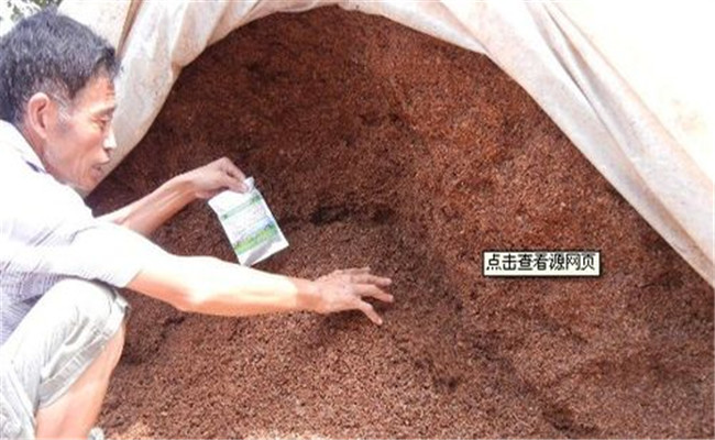使用酒糟喂豬的具體方法，酒糟喂豬需注意什么