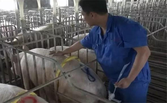 規(guī)?；i場人工授精操作程序