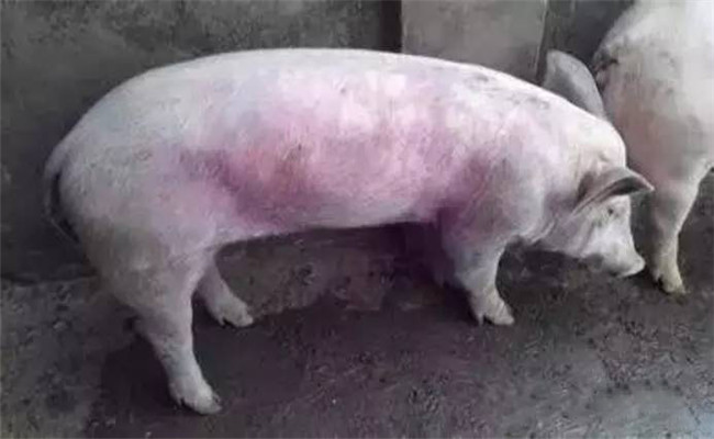 豬常用飼料、藥物中毒救治方法