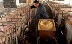 生料喂豬飼料如何選擇、飼喂方式有哪些講究？