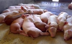 飼料生喂有什么優(yōu)點(diǎn)？生飼料喂豬注意事項(xiàng)