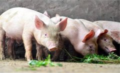 什么是限量飼喂？豬飼養(yǎng)管理的限量飼喂方法
