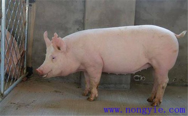 種公豬管理三要素：運動、單圈詞養(yǎng)和防暑降溫