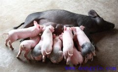 如何縮短仔豬哺乳周期，有效提高母豬飼養(yǎng)效益