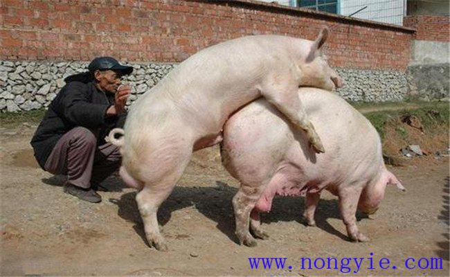 加強飼養(yǎng)管理，保證配種質(zhì)量