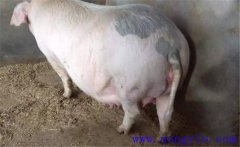 妊娠母豬夏季為什么流產多，妊娠母豬如何度夏