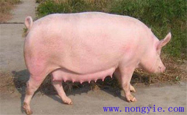 調(diào)整飼料，加強(qiáng)飼養(yǎng)管理