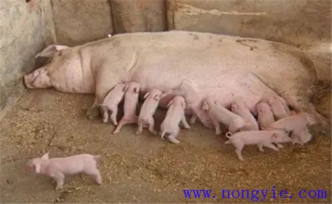 怎樣治療母豬無乳或泌乳不足，如何預(yù)防