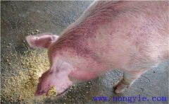 怎樣治療懷孕母豬不吃食，其發(fā)病原因是什么？