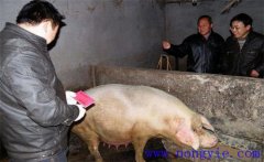 加強(qiáng)選種適配，提高二元雜交母豬產(chǎn)仔數(shù)的方法