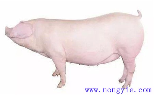 怎樣選擇后備母豬？挑選后備母豬的技術(shù)要點(diǎn)
