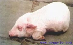 仔豬水腫病的發(fā)病原因是什么？如何預(yù)防水腫病